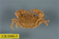 藏品(平背蜞)的圖片